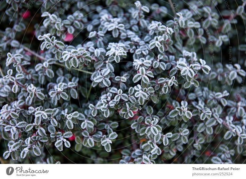 frost Environment Nature Plant Winter Ice Frost Leaf Foliage plant Wild plant Hill Mountain Cold Wet Green Red White Colour photo Exterior shot Morning Dawn