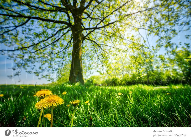 Flower with big brother Joy Summer Environment Nature Landscape Animal Earth Cloudless sky Spring Beautiful weather Plant Tree Dandelion Grass Park Meadow