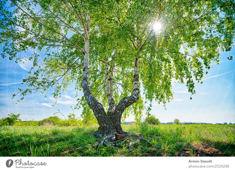 Birch with sun Wellness Life Harmonious Contentment Senses Trip Summer Summer vacation Environment Nature Landscape Plant Sky Spring Tree Birch tree Park Meadow