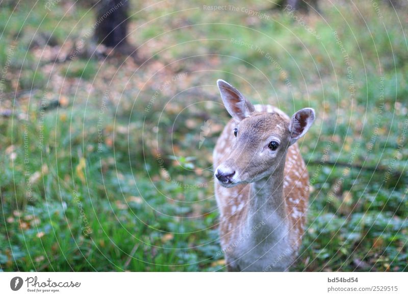 Deer nature fauna beaty Animal 1 Baby animal Wood Interest Contentment Life Colour photo Exterior shot Deserted Day Contrast Shallow depth of field
