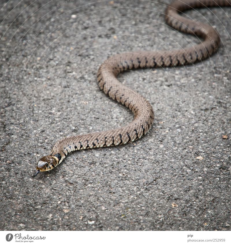 You shall crawl on your belly. Street Asphalt Wild animal Snake Scales Viper Ring-snake 1 Animal Fear Fear of death Dangerous Crawl Tongue Whorl Wiggly line