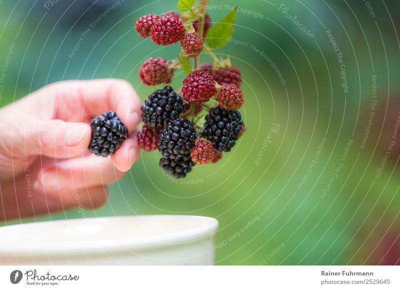 a woman picking blackberries Human being Hand 1 Nature Plant Beautiful weather Agricultural crop Garden Field Work and employment Delicious "reap Blackberry