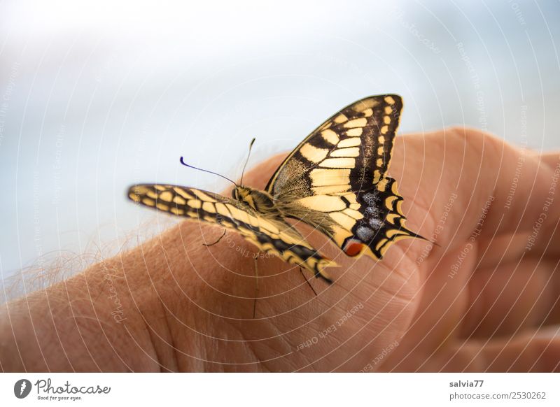 He's about to take off! Hand Nature Animal Wild animal Butterfly Wing Insect Swallowtail 1 Touch Esthetic Beautiful Trust Love of animals Ease Colour photo