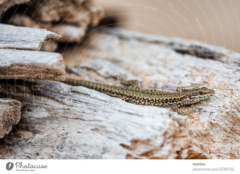 I-lizard Summer Tree Beach Animal Animal face Scales 1 Brown Gray Lizards Heat Observe Colour photo Subdued colour Exterior shot Close-up Deserted
