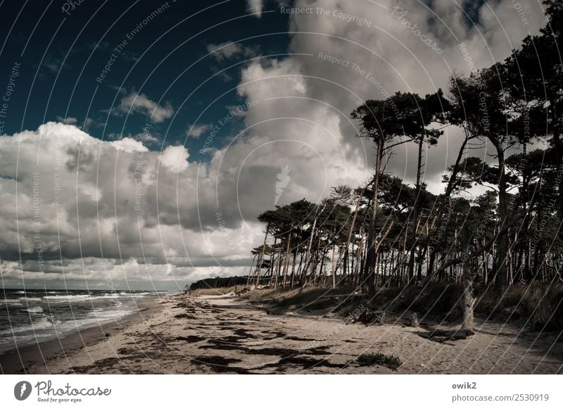 Darß in the darkness Environment Nature Landscape Plant Water Sky Clouds Horizon Autumn Beautiful weather Tree Bushes Wind cripple Forest Waves Coast Beach