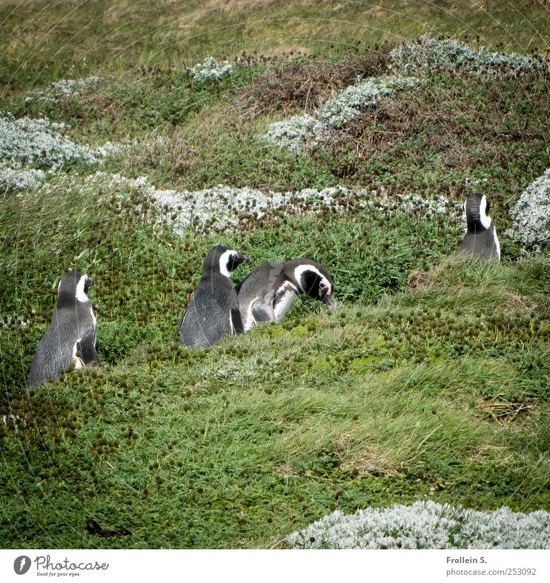Sunday stroll Summer Pampa Wild animal Humboldt Penguin 4 Animal Going Funny Gray Green Silver Together Patagonia Colour photo Exterior shot Central perspective