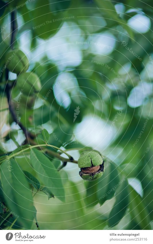 nutty. Nature Tree Leaf Natural Green Walnut Walnut leaf Sheath Twigs and branches Blur Plant Colour photo Exterior shot