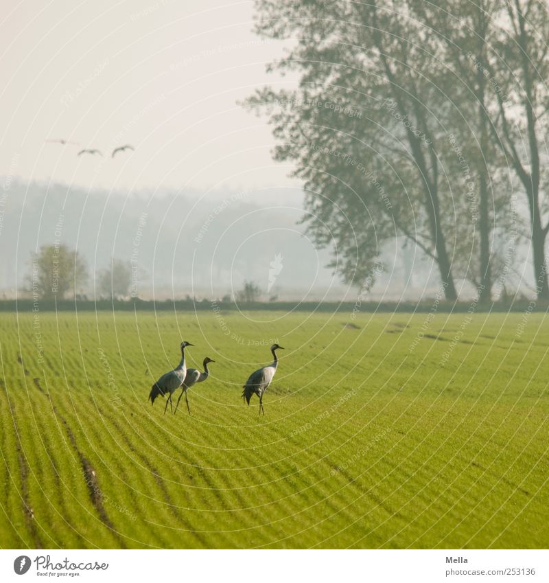 [Linum 1.0] Crane meeting Environment Nature Landscape Animal Tree Field Bird 3 Going Stand Free Bright Natural Freedom Migratory bird Colour photo