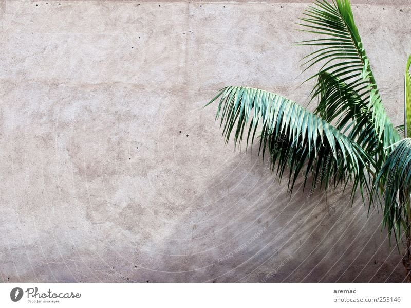 All Inclusive Plant Foliage plant Palm tree Palm frond Wall (barrier) Wall (building) Facade Exotic Vacation & Travel Colour photo Subdued colour Exterior shot