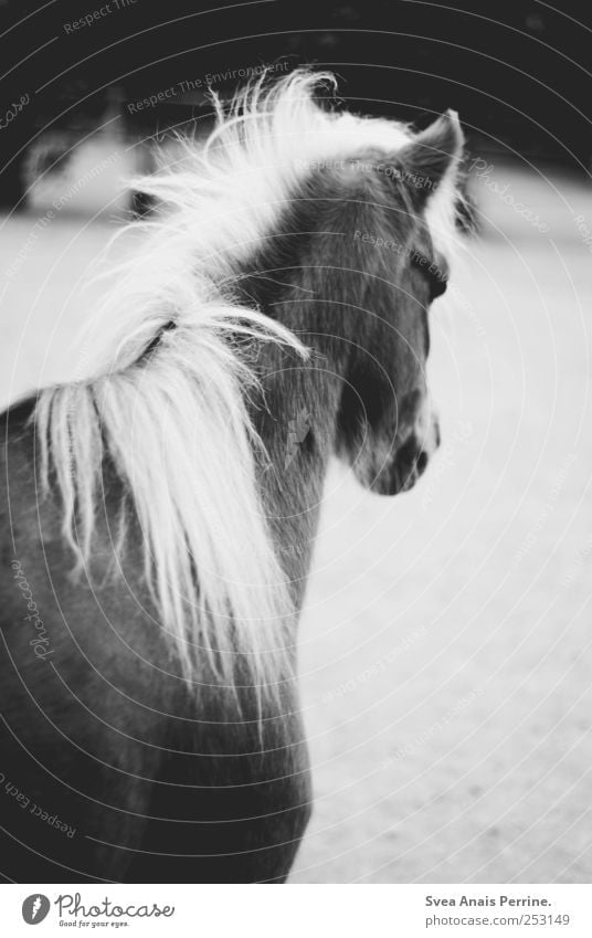 hophop. Zoo Wild animal Horse Horse's head 1 Animal Sadness Black & white photo Exterior shot Motion blur Animal portrait