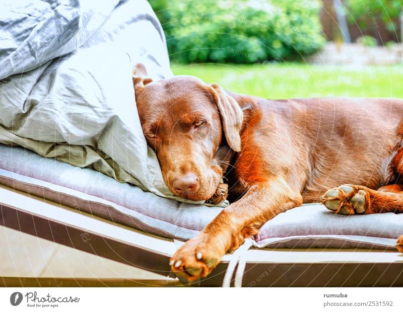 Just get some rest. Well-being Relaxation Summer vacation Beautiful weather Garden Pet Dog Paw To enjoy Lie Cool (slang) Friendliness Cuddly Cute Brown Green