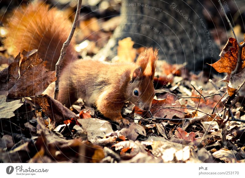 squirr Nature Tree Leaf Forest Animal Wild animal Animal face Claw Squirrel Tails 1 Observe Discover Crawl Brown Colour photo Exterior shot Deserted