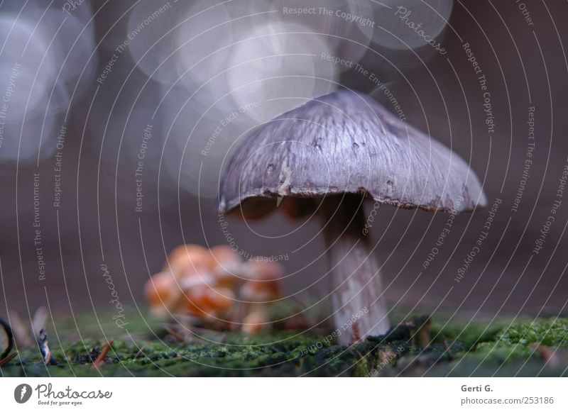 crowd Nature Mushroom Moss Woodground Under Gray Green Moody Blur Colour photo Subdued colour Exterior shot Close-up Deserted Copy Space left Day Light