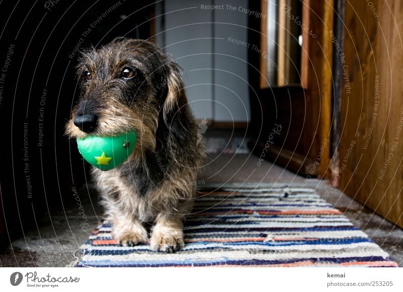 Wurzi and the ball Playing Interior design Decoration Carpet Door Animal Pet Dog Animal face Pelt Paw Dachshund rough-haired dachshund Muzzle 1 Ball Rubber ball