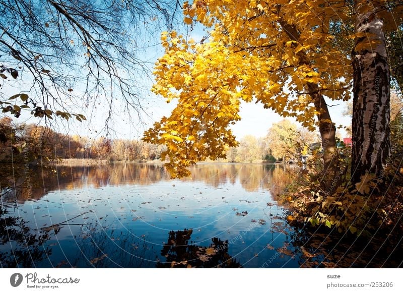 autumn lake Environment Nature Landscape Water Autumn Tree Leaf Lakeside Beautiful Yellow Idyll Autumn leaves Early fall November Surface of water Treetop Twig