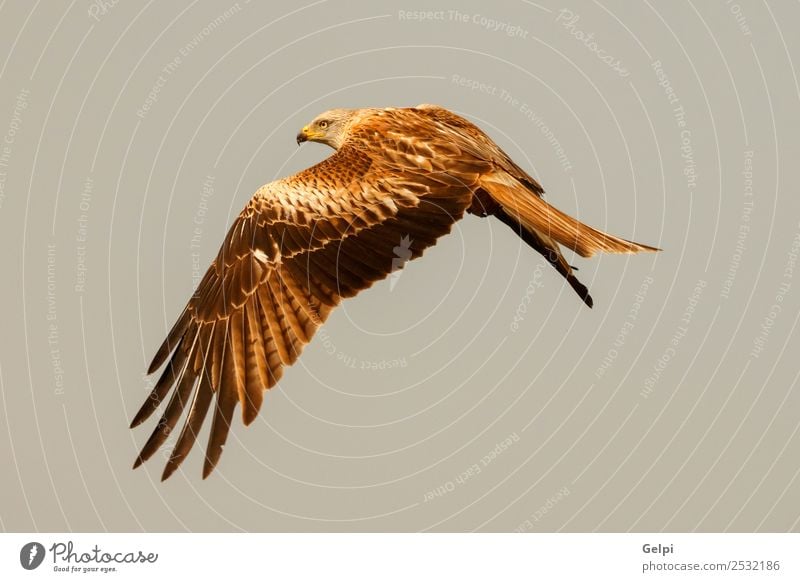 Awesome bird of prey in flight with the sky of background Nature Animal Sky Bird Wing Flying Speed Wild Blue Gold White wildlife raptor predator kite Story