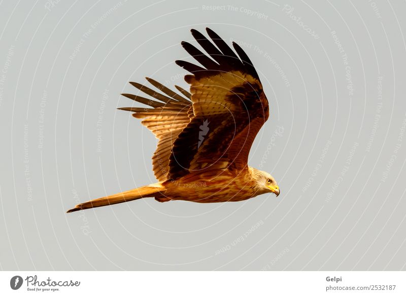 Awesome bird of prey in flight with the sky of background Nature Animal Sky Bird Wing Flying Speed Wild Blue Gold White wildlife raptor predator kite Story