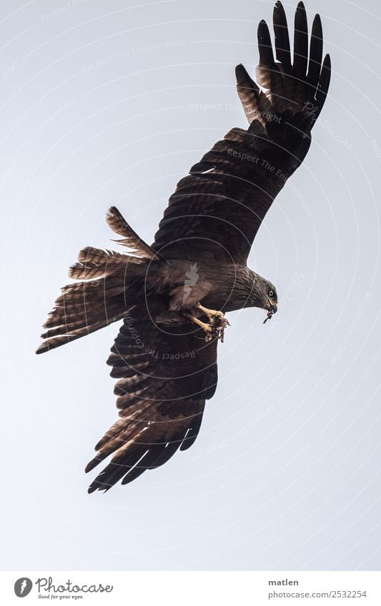 carnivores Animal Wild animal Bird 1 Flying To feed Authentic Blue Brown Appetite Prey Kite Bird of prey Colour photo Subdued colour Exterior shot Close-up
