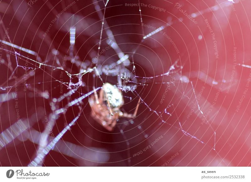 On the net Animal Spider Spider's web Insect 1 Network Glittering Hunting Authentic Exceptional Threat Disgust Creepy Near Brown Red Black White Emotions