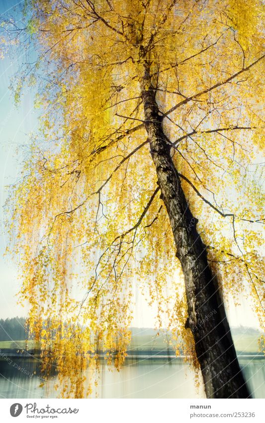 birch autumn Nature Autumn Tree Birch tree Autumnal colours Early fall Lakeside Exceptional Gold Calm Surrealism Colour photo Exterior shot Abstract Deserted