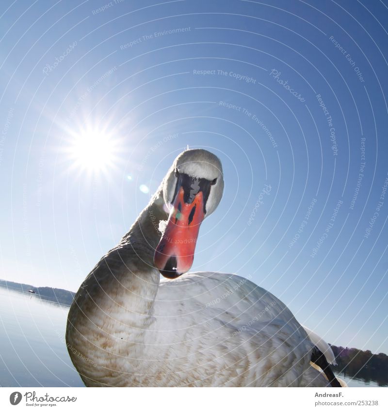 My friend the swan Environment Nature Animal Water Sky only Cloudless sky Sun Summer Park Lakeside Swan 1 Rutting season Aggression Blue Anger Grouchy Beak