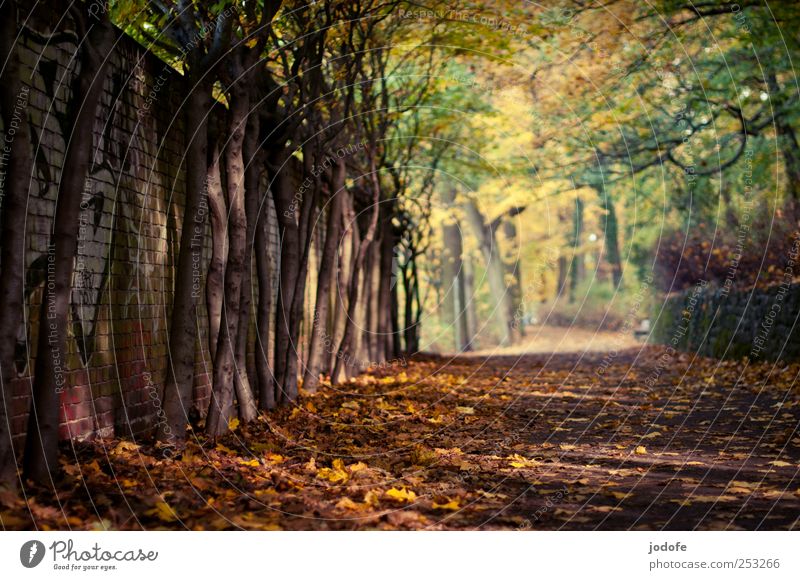 The way Environment Nature Landscape Plant Yellow Gold Lanes & trails Wall (barrier) Tree Autumn Autumnal Autumn leaves slaughter lake Multicoloured