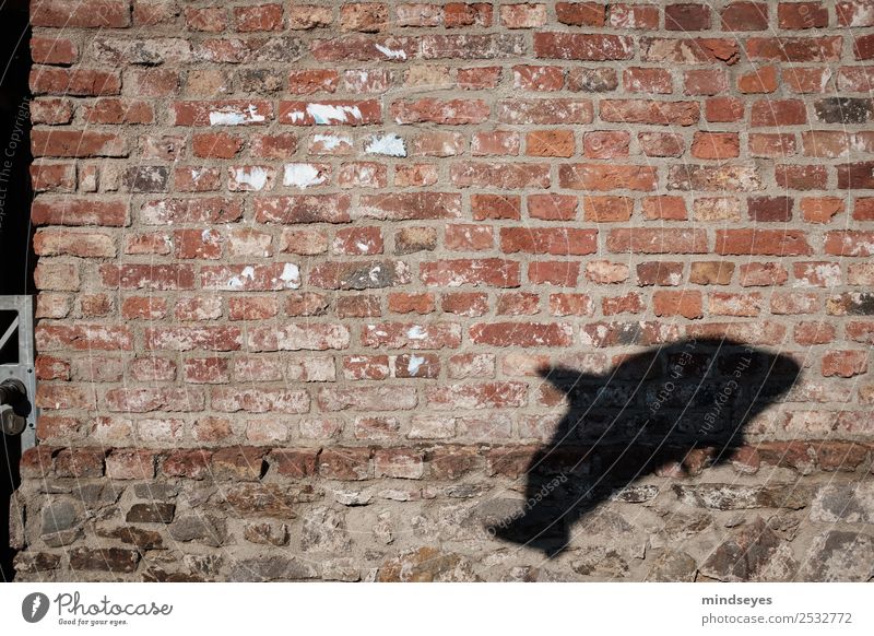 Defin shadow on brick wall Wall (barrier) Wall (building) Animal Dolphin Shadow Playing Historic Shadow play Flying Float in the water Balloon Exterior shot