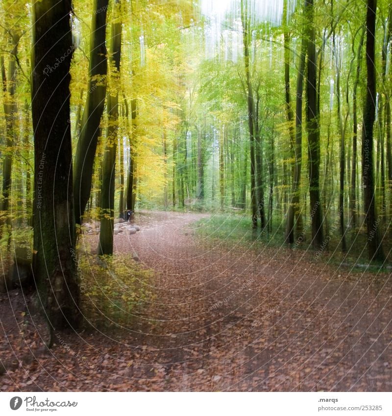 stroll Trip Nature Autumn Forest Lanes & trails Relaxation To enjoy Colour Footpath Colour photo Exterior shot Abstract Deserted Motion blur