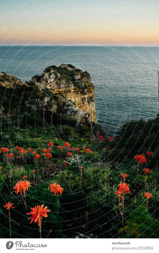 Sunset over the sea, flowers in the foreground Nature Landscape Earth Water Sky Sunrise Beautiful weather Flower Grass Rock Ocean Free Blue Green Orange Red