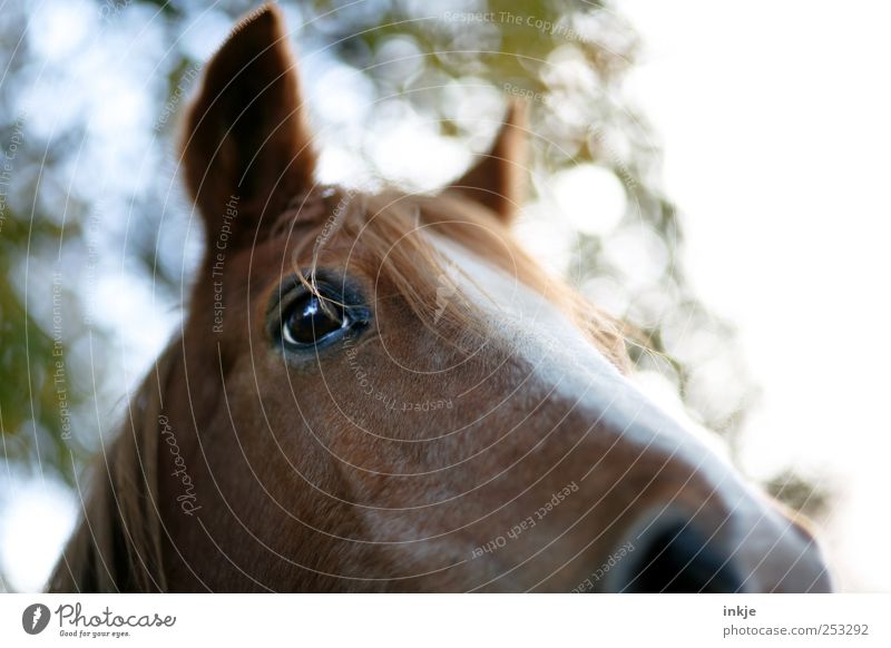 I'm afraid of horses... Meadow Bangs Animal Farm animal Horse Animal face Horse's head Horse's eyes horse-ear Mane Pony Warm-blooded horse Coat color Pelt 1
