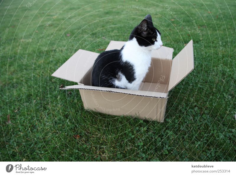 chat dans carton Nature Meadow Packaging Package Box Shopping Sell Green Black Love of animals Dedication Flexible Discordant Logistics Colour photo