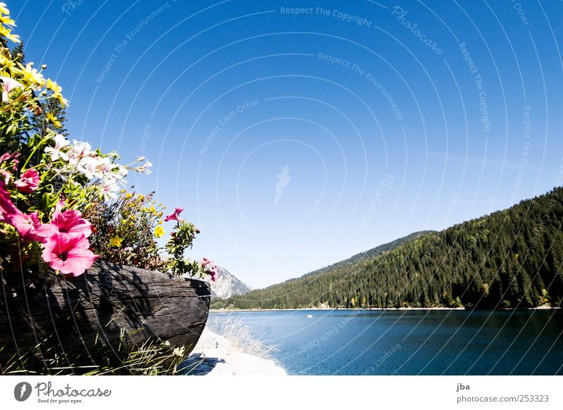 Flowers with lake view Harmonious Well-being Relaxation Calm Fragrance Trip Summer Sun Waves Mountain Hiking Nature Landscape Plant Air Water Sky Autumn