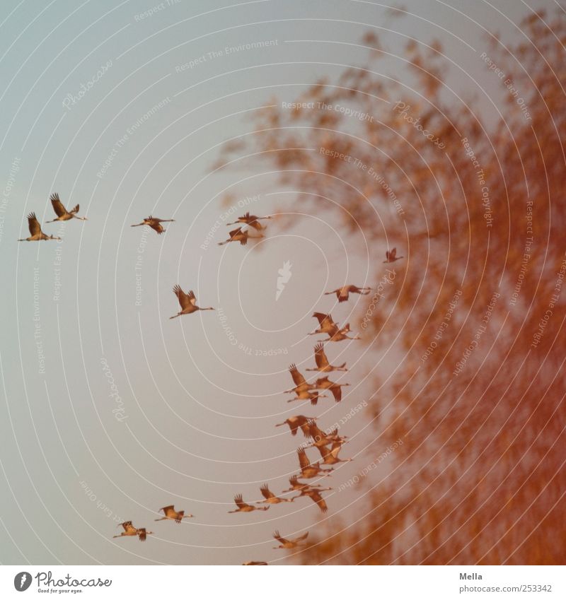 [Linum 1.0] Evening flight Environment Nature Animal Air Tree Bird Crane Migratory bird Flock Movement Flying Free Together Natural Freedom Colour photo