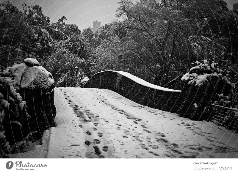 Winter Central Park Environment Nature Plant Sky Climate Bad weather Snow Tree Bridge Manmade structures Dark Cold Sadness Footprint Black & white photo
