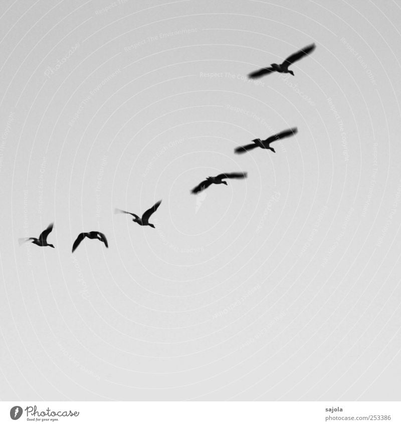 entenflug Environment Nature Sky Wild animal Bird Duck Group of animals Flying Together Formation Formation flying Black & white photo Exterior shot Deserted