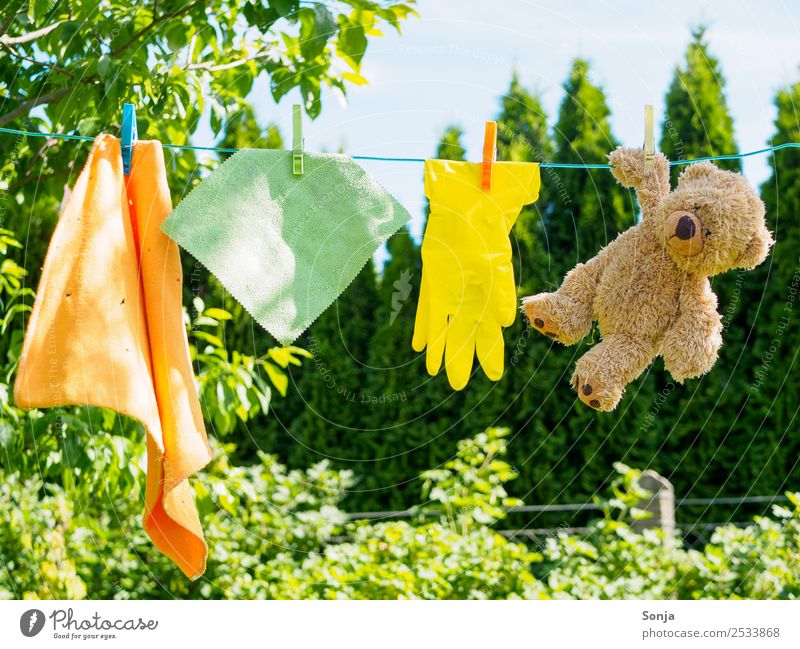 Teddy bear, cleaning, cleaning cloth, clothesline Garden Nature Sky Summer Tree Floor cloth Clothesline Gloves Hang Cleaning Dirty Sustainability Dry