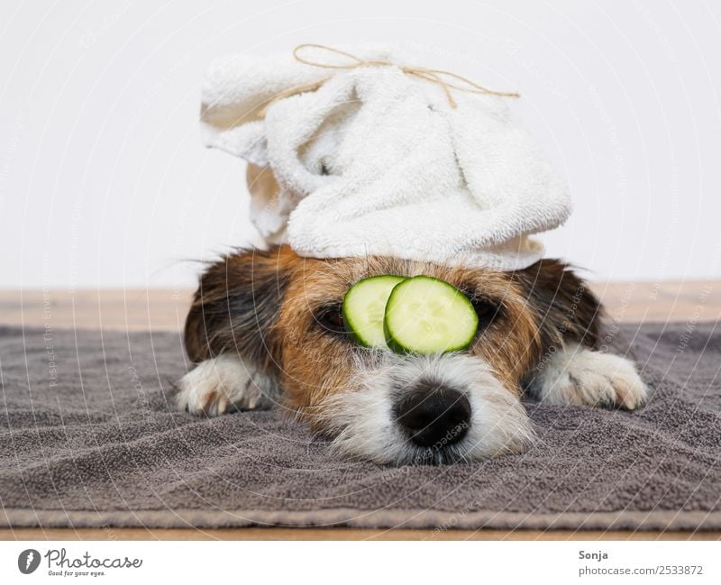 Dog, Pet, Animal, Wellness Lifestyle Beautiful Well-being Relaxation Calm 1 Towel Slices of cucumber Bow To enjoy Funny Brown Contentment Love of animals