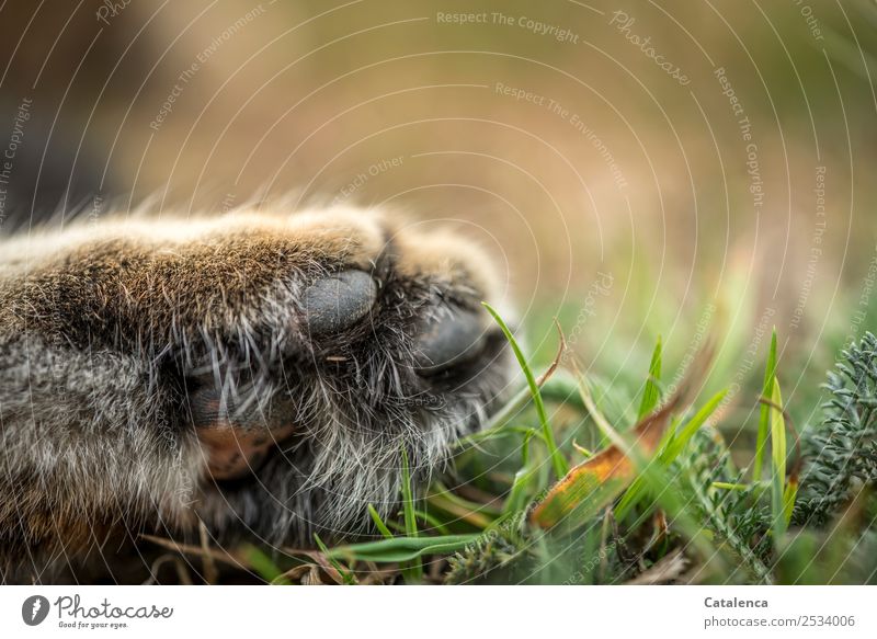 Sleep Nature Plant Animal A Royalty Free Stock Photo From Photocase