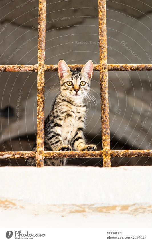 Little cat behind metal bars. Stray cat Beautiful Face House (Residential Structure) Nature Animal Fur coat Pet Cat 1 Cute Brown Green Red White Emotions