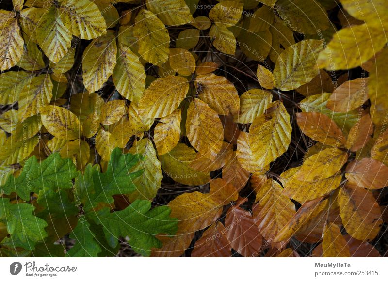 Autumn palette of leaf Nature Plant Weather Tree Leaf Wild plant Park Mountain Chaos Energy Relaxation Style Teamwork Infinity Colour photo Exterior shot
