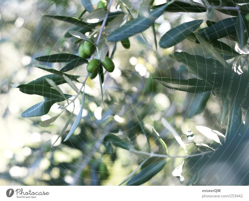 Mediterranean time-out. Environment Nature Plant Esthetic Contentment Wellness Olive Olive tree Olive oil Olive grove Olive leaf Olive harvest Green Italy