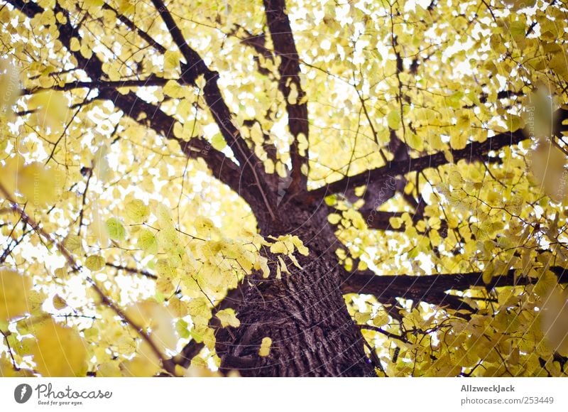 golden leaves Nature Tree Leaf Forest Esthetic Yellow Gold Autumn Tree trunk Colour photo Exterior shot Deserted Day Light Blur