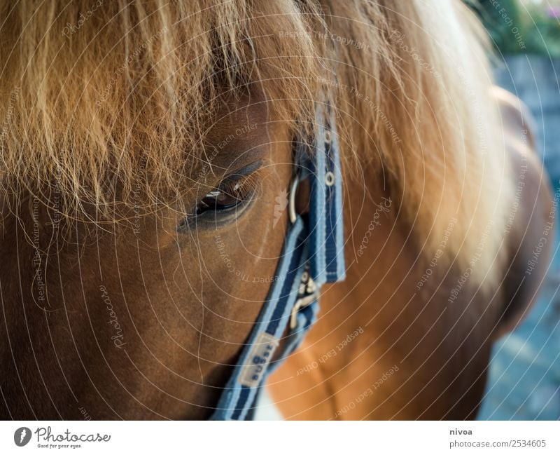 Icelandic horse profile Happy Harmonious Contentment Relaxation Leisure and hobbies Ride Vacation & Travel Adventure Freedom Sports Environment Nature Landscape