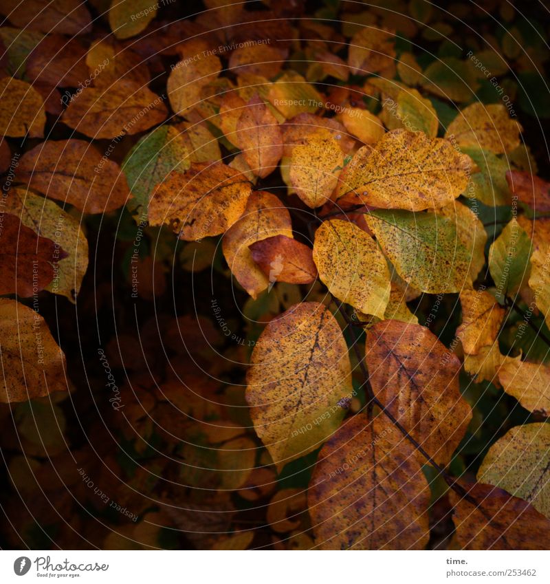 leaving leaves Calm Plant Autumn Tree Leaf Sadness Grief Death Transience Change Branch Beech tree Still Life Twig Colour photo Multicoloured Exterior shot
