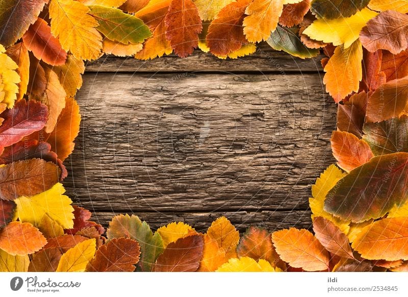 Autumn Leaves Forming a Frame Nature Plant Leaf Wood Natural fall colorful Copy Space Rustic conceptual orange change Fallen seasonal frame Autumnal vintage