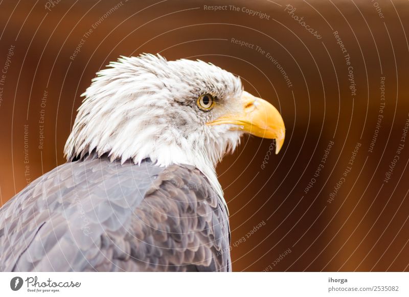 Portrait of a bald eagle (haliaeetus leucocephalus) Face Freedom Nature Animal Bald or shaved head Wild animal Bird Wing 1 Brown Yellow Black White American