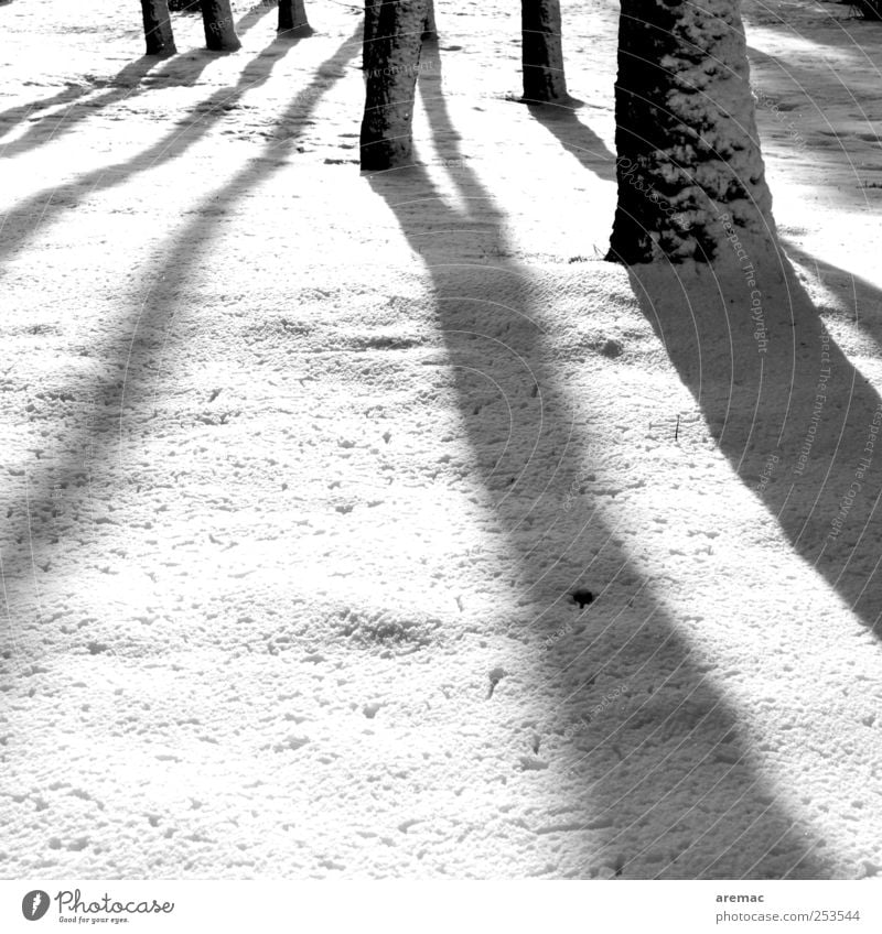 shadowy existence Nature Landscape Plant Winter Weather Beautiful weather Snow Tree Forest Esthetic Cold Calm Moody Shadow Black & white photo Exterior shot