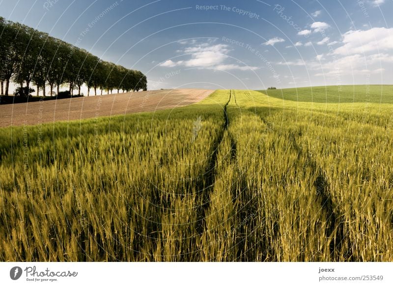 growth Agriculture Forestry Landscape Sky Clouds Horizon Summer Beautiful weather Tree Agricultural crop Field Blue Green Environment Grain field Row of trees
