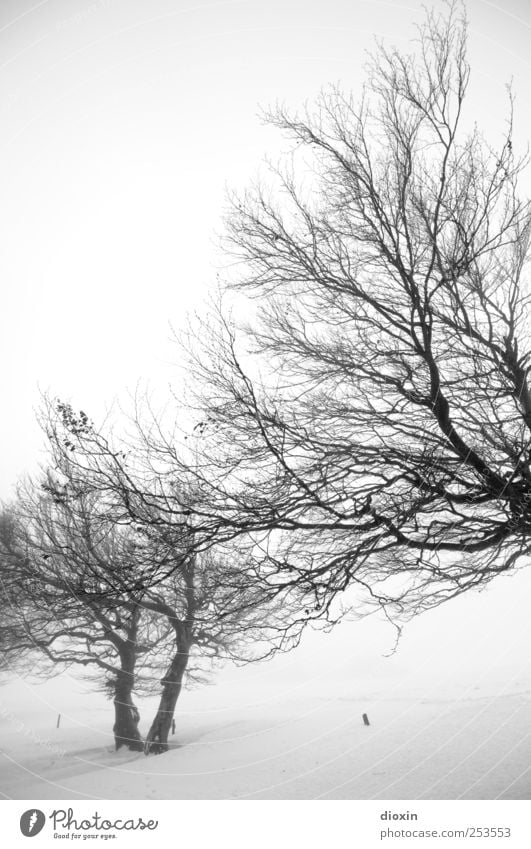 I dreamed about last winter Pt.2 Environment Nature Landscape Winter Bad weather Fog Ice Frost Snow Plant Tree Tree trunk Branch Schauinsland Cold Natural Black