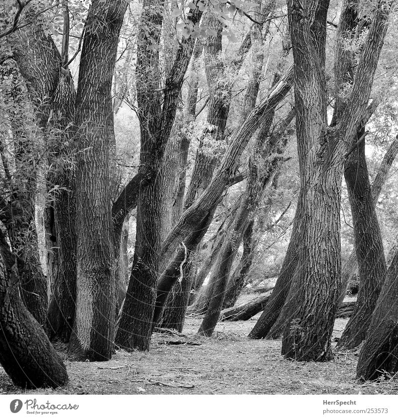 In the floodplain forest Environment Nature Landscape Plant Tree Forest Old Rich pasture Deciduous tree Tree trunk Branch Muddled Black & white photo